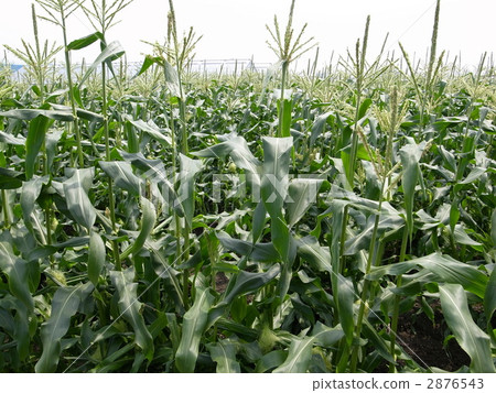 玉米田 2876543