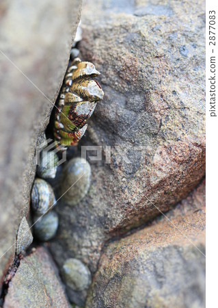 龜的手 龜的手 2877083