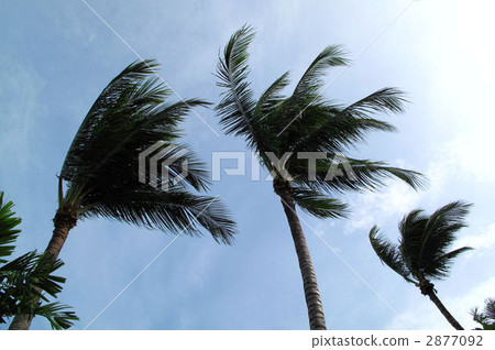 泰國蘇梅島棕櫚樹被西風吹 泰國蘇梅島棕櫚樹被西風吹 2877092