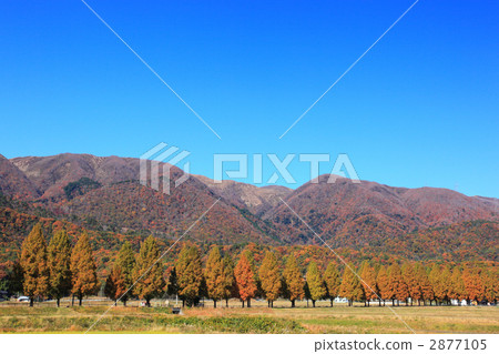 Metasequoia Namiki 2877105
