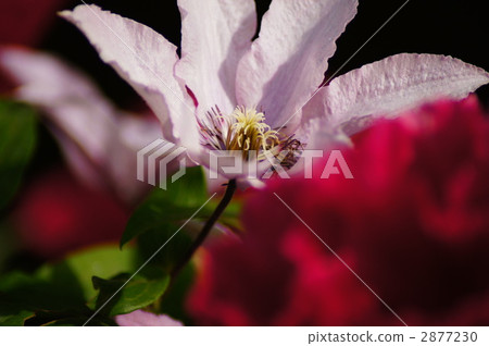 Clematis Clematis 2877230