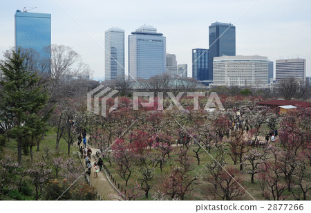 大阪城梅花園和OBP 2877266