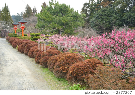 京都Shosoji寺廟李子 2877267