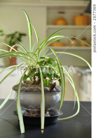 dracaena, foliage plant, pot 2877369