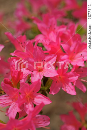 Azalea Azalea 2877541