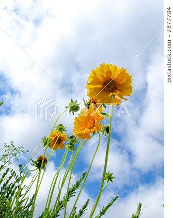 Golden chicken chicks Golden chicken chicks 2877784