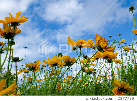 Golden chicken chicks 2877789