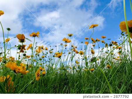 Golden chicken chicks Golden chicken chicks 2877792