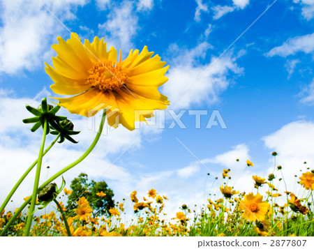 Golden chicken chicks 2877807