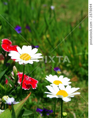 Margaret blooms pretty Margaret blooms pretty 2878044