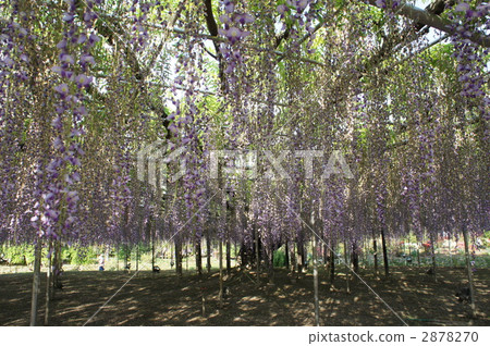 Dajuta紫藤 2878270