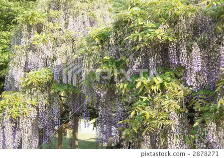 Murasakifuji 2878271