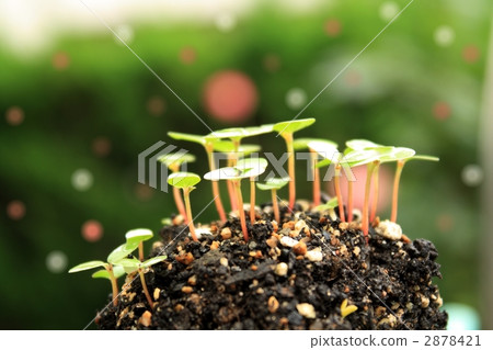 Sprout 2878421