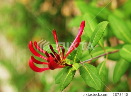 Red bud / lateral position of honeysuckle 2878440
