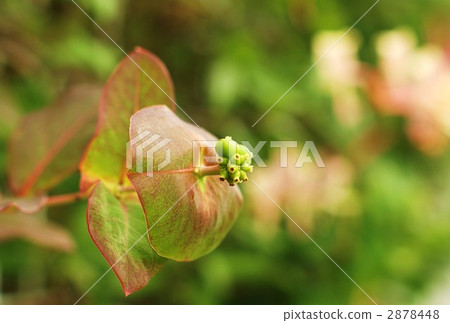 藍色水果和金銀花的水平位置 2878448