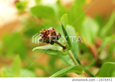 金銀花的實際和水平位置 2878451