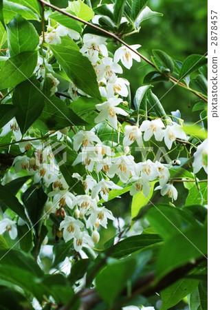 Ekonoki的白花·垂直位置 2878457