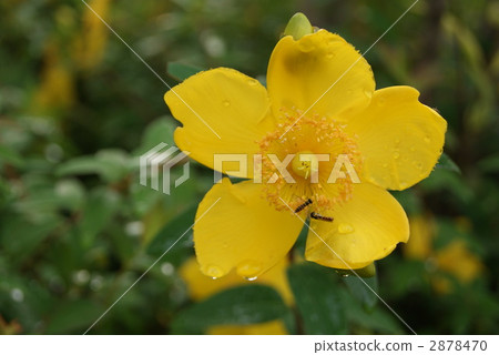 Gold flower wash in rainy season Flower / sideways position of plum 2878470