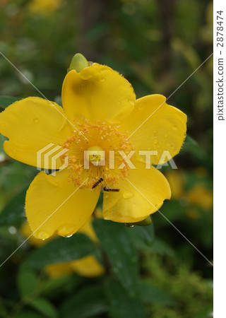 雨季金花洗垂直梅花·垂直位置 雨季金花洗垂直梅花·垂直位置 2878474