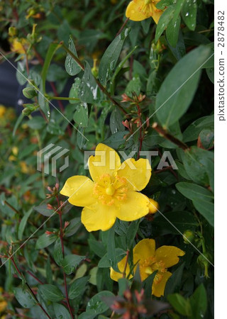 Gold flower wash in rainy season Flower / sideways position of plum 2878482