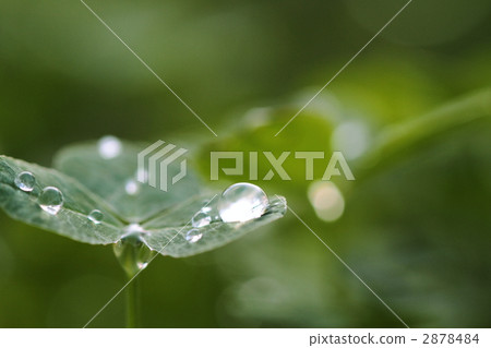 Droplet and Clover 2878484