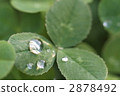 Droplet and Clover 2878492