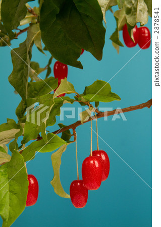 Gummy 2878541