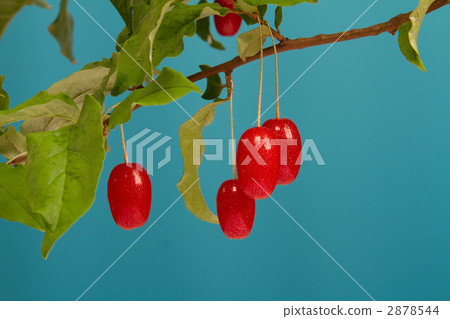 Gummy 2878544
