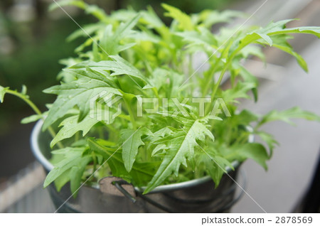 Mizuna Mizuna 2878569