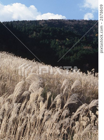 japanese pampas grass, kanagawa, kanagawa prefecture 2878609