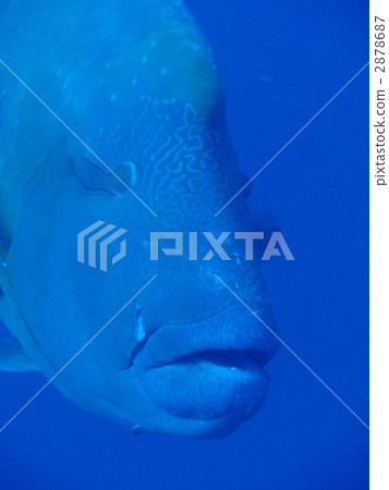 唇魚波狀 蘇眉 魚 2878687
