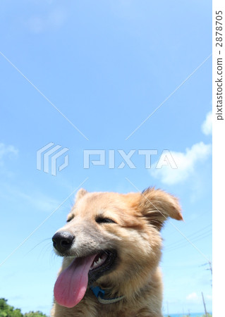 小狗 柴犬 叢林犬 2878705