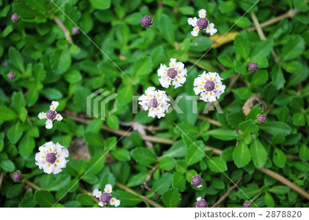 Clapier flowers 2878820