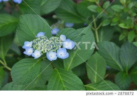 mountain hydrangea, tea of heaven, hydrangea macrophylla 2878872