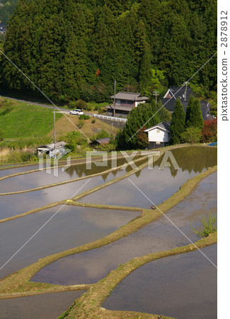  Hase山谷的水稻梯田 2878912