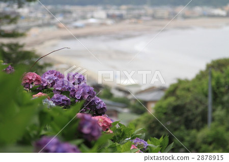 Yuigahama Hills繡球花 2878915