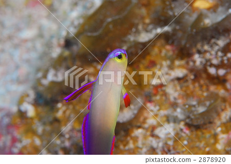 Akebono-nohase Akebono-nohase 2878920