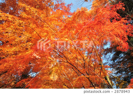 秋天的樹葉 2878943