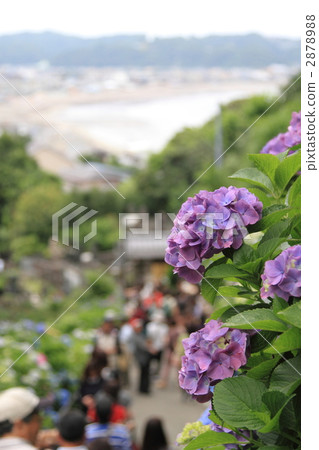 Yuigahama Hills Hydrangea 2878988