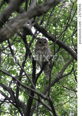 An owl to watch over 2879046