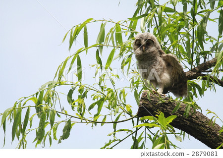 Nest of owls Nest of owls 2879081