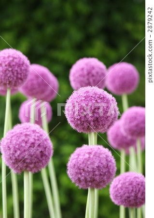 蔥 圓圈 百合 2879242