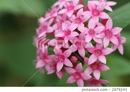 五星花 埃及繁星花 盛夏 2879243