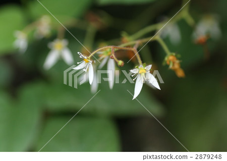 草莓天竺葵 雪下 銳齒茴芹 2879248