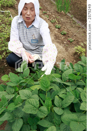 毛豆領域和70年代的女人 2879249