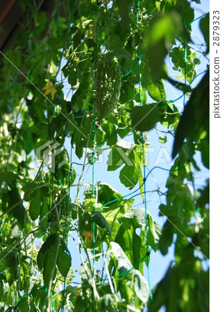 戈雅窗簾 2879323