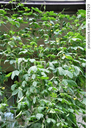 Goya curtain 2879329