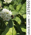 bee, hive bee, honeybee 2879400