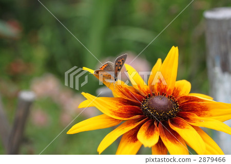 Waves Chrysanthemum（Haru-shiku） 2879466