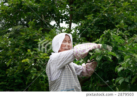 收穫青梅的資深婦女 收穫青梅的資深婦女 2879503